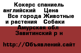 Кокерс спаниель английский  › Цена ­ 4 500 - Все города Животные и растения » Собаки   . Амурская обл.,Завитинский р-н